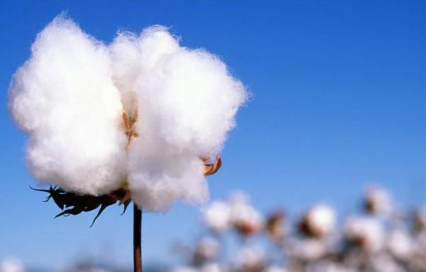 一斤棉花和一斤鐵哪個重 一斤鐵和一斤棉花哪個先落地