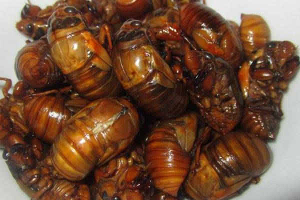 吃金蟬為什么會過敏 金蟬吃多了好嗎