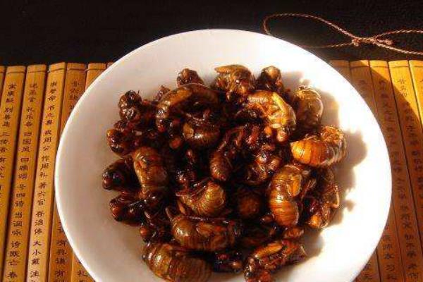 吃金蟬為什么會過敏 金蟬吃多了好嗎