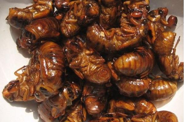 吃金蟬為什么會過敏 金蟬吃多了好嗎