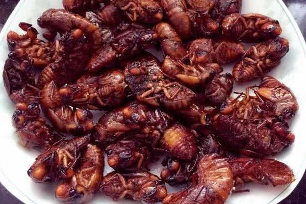 吃金蟬為什么會過敏 金蟬吃多了好嗎