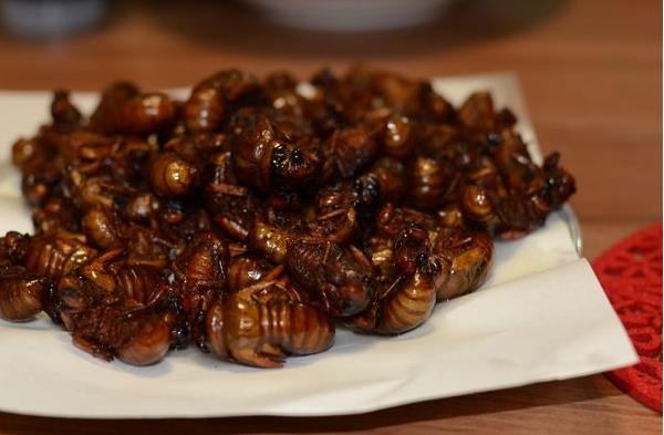 吃金蟬為什么會過敏 金蟬吃多了好嗎