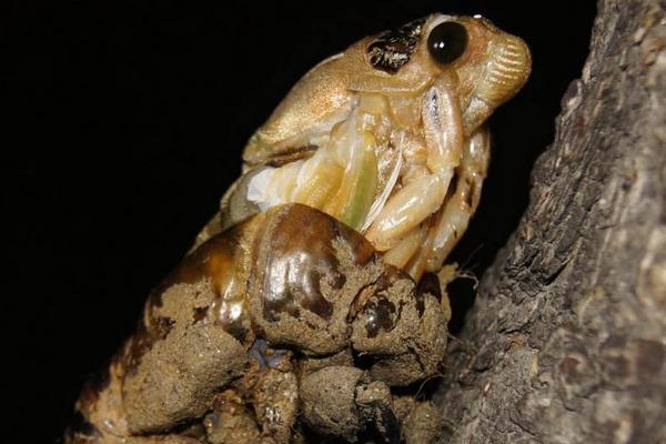 吃金蟬的危害是什么孕婦能吃金蟬嗎