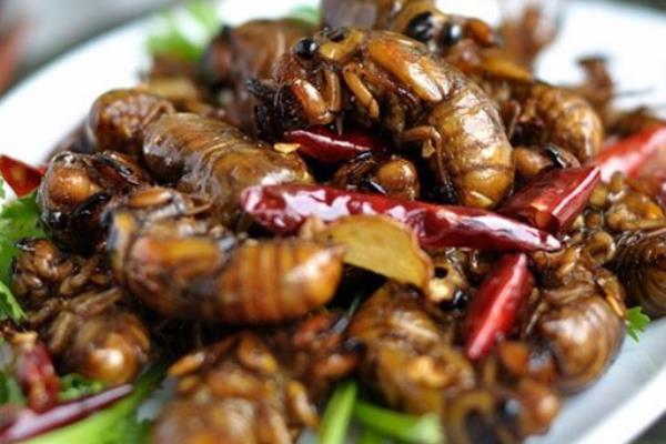 吃金蟬的危害是什么孕婦能吃金蟬嗎