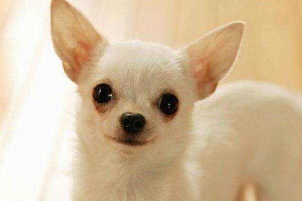 純種吉娃娃市場價格多少錢一只 吉娃娃怎么看純不純