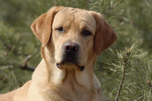 狗為什么對人類這么好 狗為什么會跟著人走