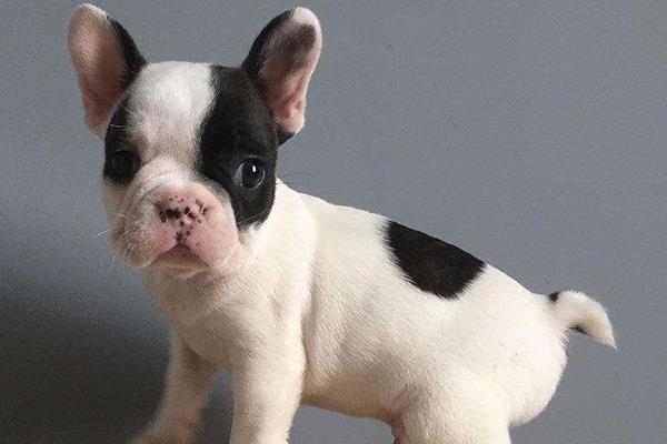 狗為什么對人類這么好 狗為什么會跟著人走