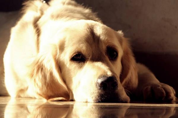 狗狗身上有跳蚤怎么辦 小狗身上癢怎么辦