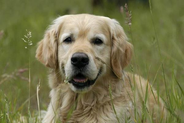狗狗身上有跳蚤怎么辦 小狗身上癢怎么辦