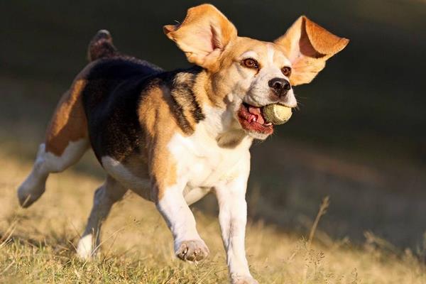 狗狗身上有跳蚤怎么辦 小狗身上癢怎么辦