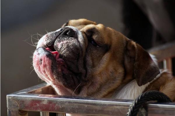 狗狗身上有跳蚤怎么辦 小狗身上癢怎么辦