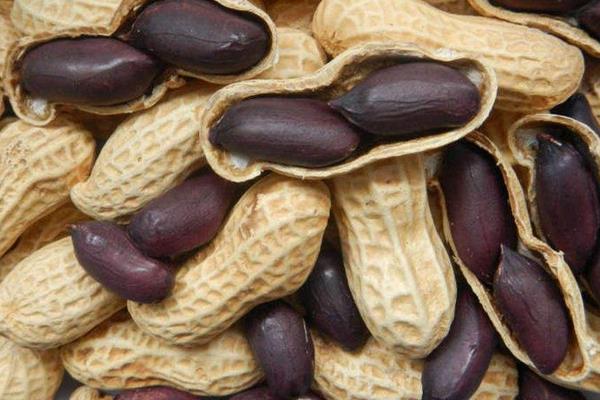 黑花生是轉(zhuǎn)基因食品嗎 黑花生是哪里的特產(chǎn)