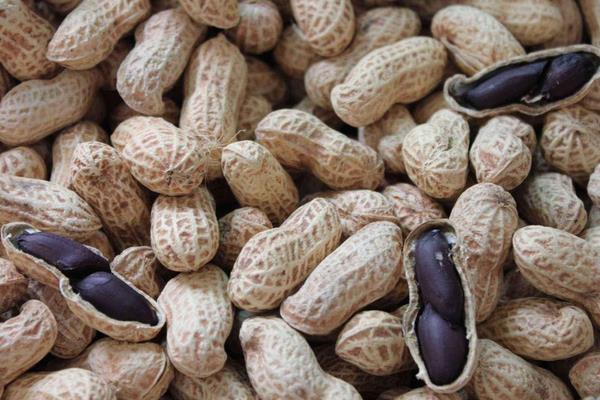 黑花生是轉(zhuǎn)基因食品嗎 黑花生是哪里的特產(chǎn)
