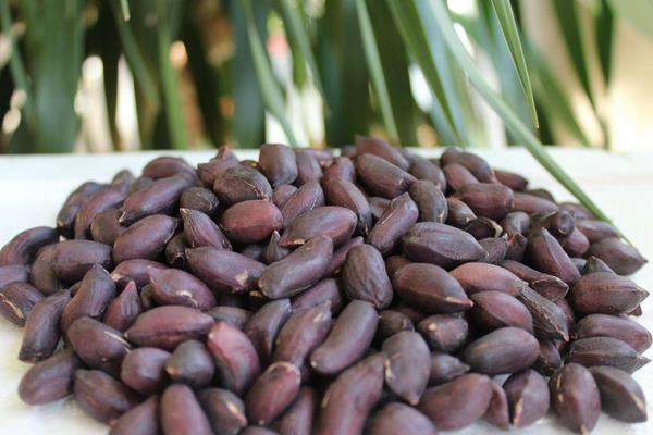 黑花生是轉(zhuǎn)基因食品嗎 黑花生是哪里的特產(chǎn)