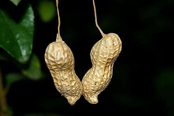 花生什么時候施肥最好 花生什么時候控旺最好