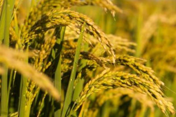 水稻生長期多少天 水稻一年最多幾季