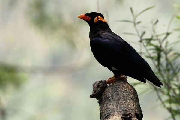 鷯哥怎么養 鷯哥什么時候換毛