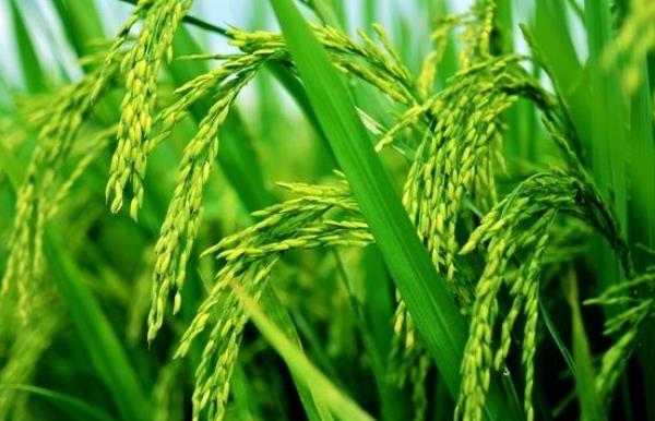 水稻生長期多少天 水稻一年最多幾季
