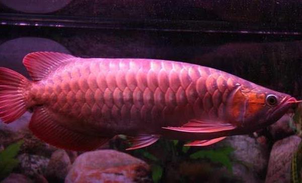 龍魚吃蜈蚣有什么好處 龍魚喂蜈蚣多久喂一次