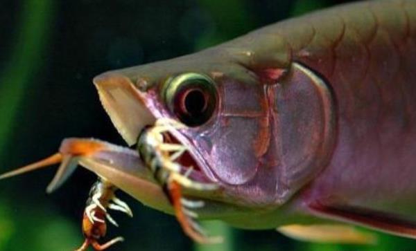 龍魚吃蜈蚣有什么好處 龍魚喂蜈蚣多久喂一次