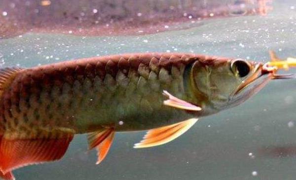 龍魚吃蜈蚣有什么好處 龍魚喂蜈蚣多久喂一次