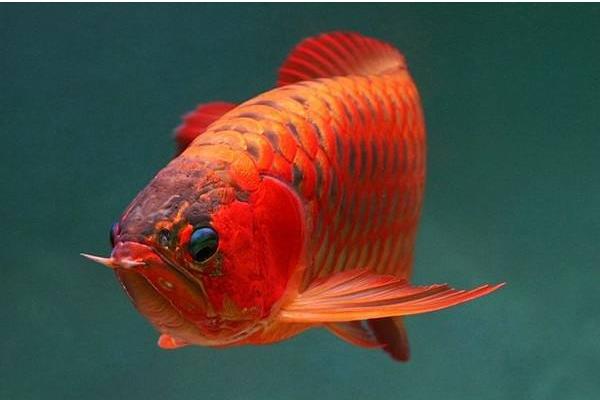 龍魚吃蜈蚣有什么好處 龍魚喂蜈蚣多久喂一次