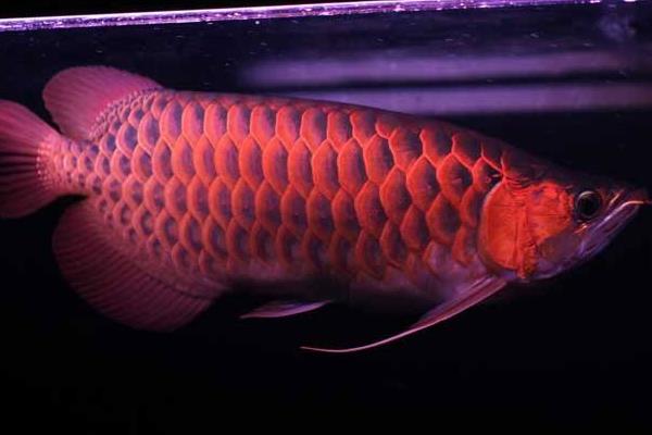 龍魚吃蜈蚣有什么好處 龍魚喂蜈蚣多久喂一次