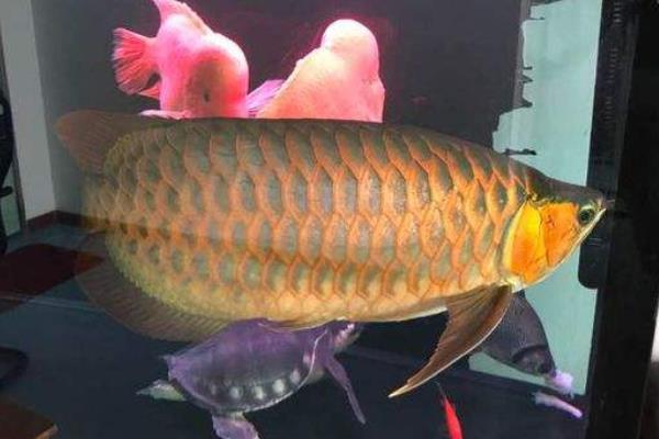 龍魚吃蜈蚣有什么好處 龍魚喂蜈蚣多久喂一次