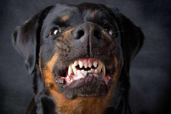 羅威納犬市場價格多少錢一只 羅威納為什么沒人養