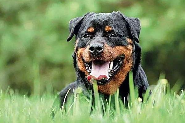 羅威納犬市場價格多少錢一只 羅威納為什么沒人養