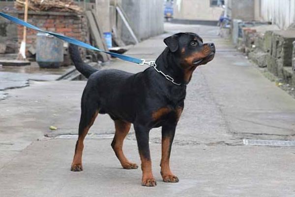 羅威納犬市場價格多少錢一只 羅威納為什么沒人養