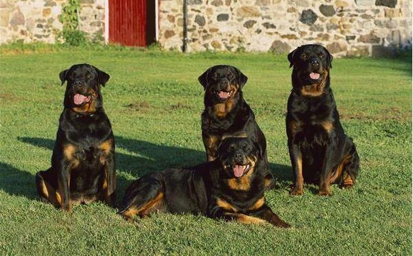 羅威納犬市場價格多少錢一只 羅威納為什么沒人養