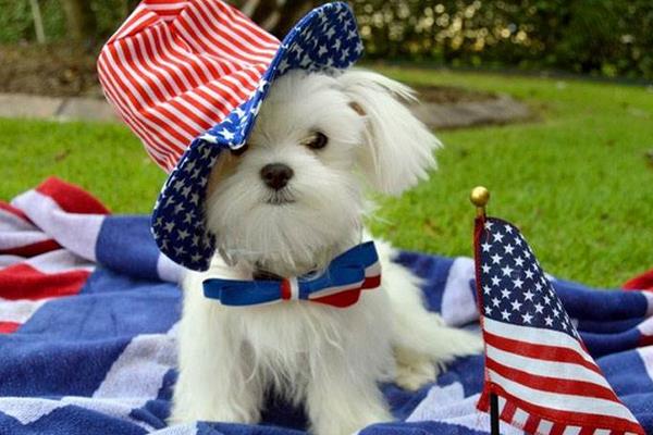 馬爾濟斯犬市場價格多少錢一只 馬爾濟斯犬的缺點是什么