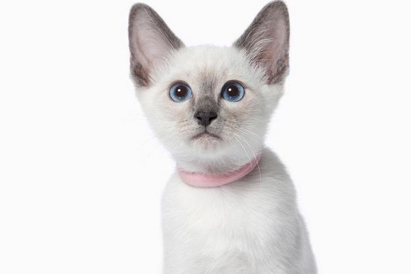 貓為什么招財(cái) 貓為什么要做絕育