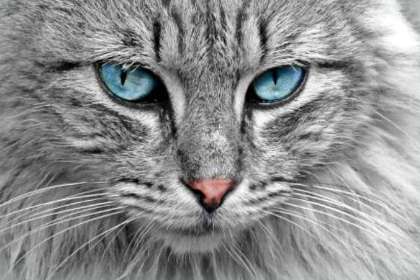 緬因貓市場價格多少錢一只 緬因貓獸為什么那么強