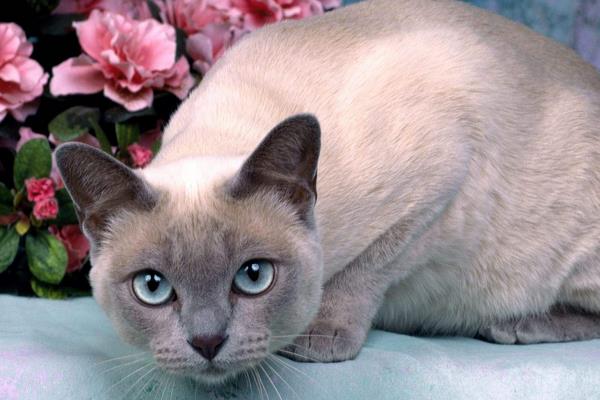 貓為什么招財(cái) 貓為什么要做絕育