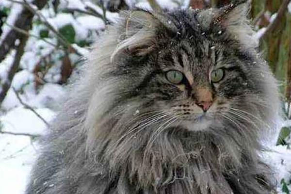 緬因貓市場價格多少錢一只 緬因貓獸為什么那么強