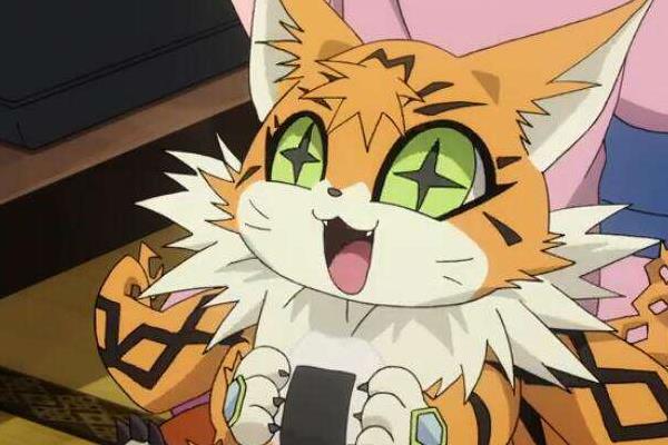 緬因貓市場價格多少錢一只 緬因貓獸為什么那么強