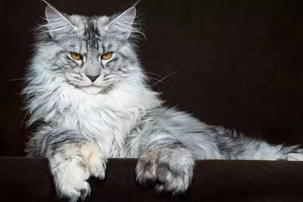 緬因貓市場價格多少錢一只 緬因貓獸為什么那么強