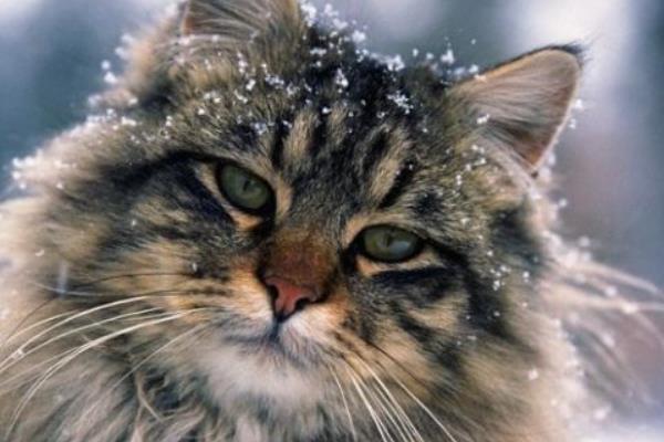 緬因貓市場價格多少錢一只 緬因貓獸為什么那么強