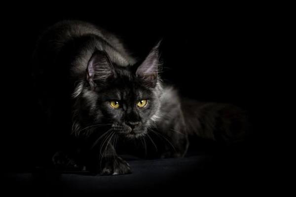 緬因貓市場價格多少錢一只 緬因貓獸為什么那么強