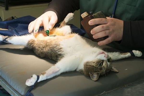 貓為什么招財(cái) 貓為什么要做絕育