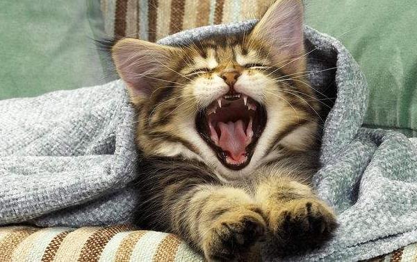 貓為什么招財(cái) 貓為什么要做絕育