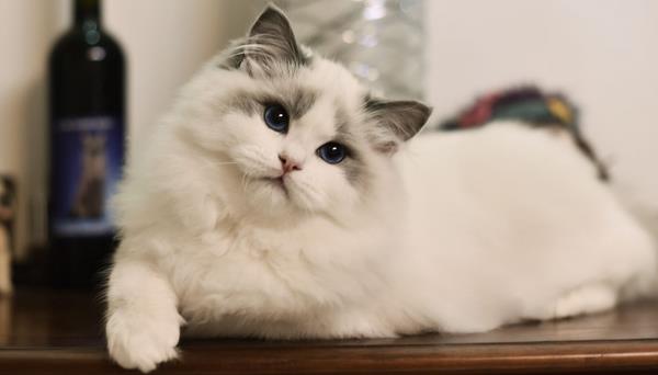 貓為什么招財(cái) 貓為什么要做絕育