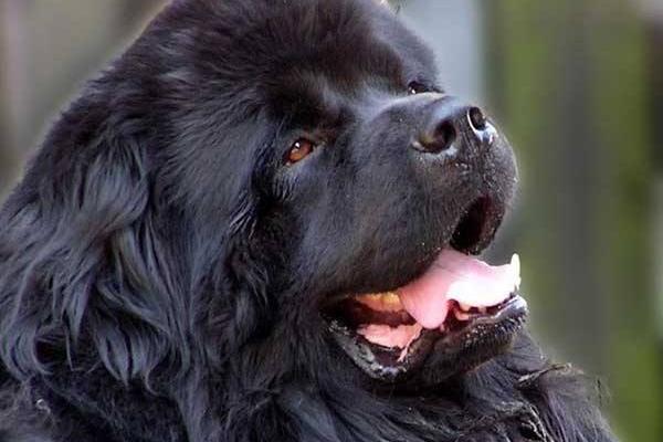 紐芬蘭犬市場價格多少錢一只 紐芬蘭犬禁養嗎