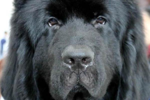 紐芬蘭犬市場價格多少錢一只 紐芬蘭犬禁養嗎