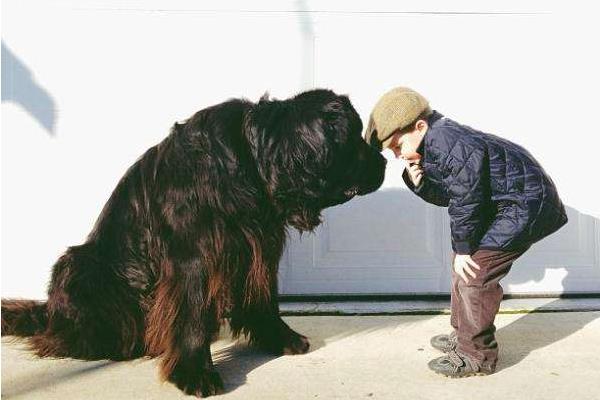 紐芬蘭犬市場價格多少錢一只 紐芬蘭犬禁養嗎