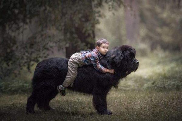 紐芬蘭犬市場價格多少錢一只 紐芬蘭犬禁養嗎