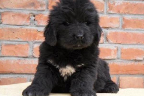 紐芬蘭犬市場價格多少錢一只 紐芬蘭犬禁養嗎