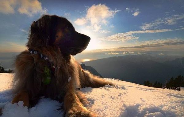 紐芬蘭犬市場價格多少錢一只 紐芬蘭犬禁養嗎
